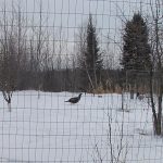 Turkeys_2518