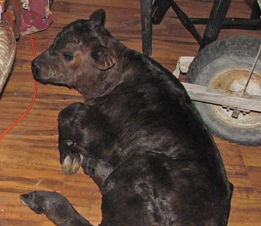 On the coldest night, a calf is born