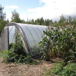 Hoophouse_9610