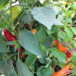 Peppers_9612