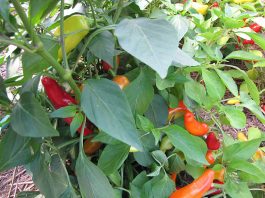 The sun is out and the birds are singing