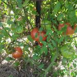 Tomatoes_9618