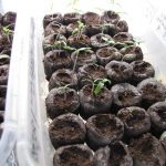 Small-seedlings_2735