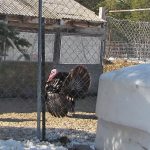 Tom-turkey_2713