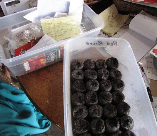 I’m starting tomato seeds today