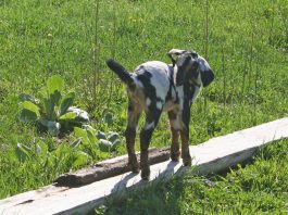 Due to our crazy summer weather, we’re in full planting mode