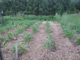 Perfect growing weather continues