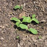 Pumpkins_3036