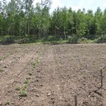 Sand-garden_3047