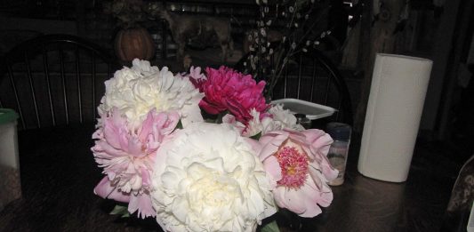 Our gardens are doing fantastic