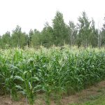 Corn_3237