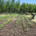 Mulching-sand-garden_3083