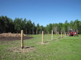 Will is building a new corral and cow shelter