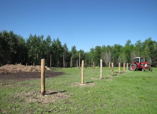 Will is building a new corral and cow shelter