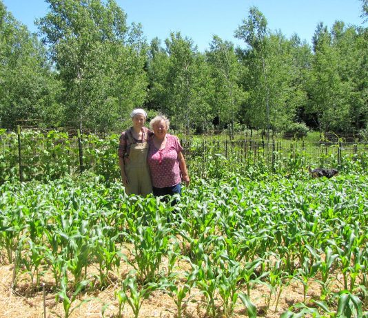 The rain and the hot days are making the gardens terrific
