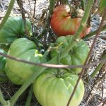 Bill-Bean_2773