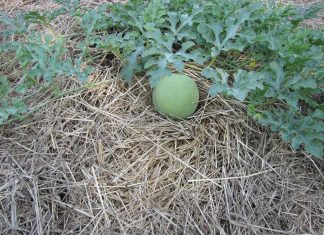 We’re making hay while the sun shines