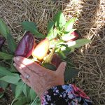 Oda-peppers_3364