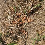 Onions_3356