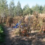 Frost-garden_2917