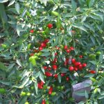 Hot-peppers_2915