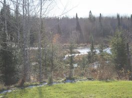 The beavers are busy and so are we