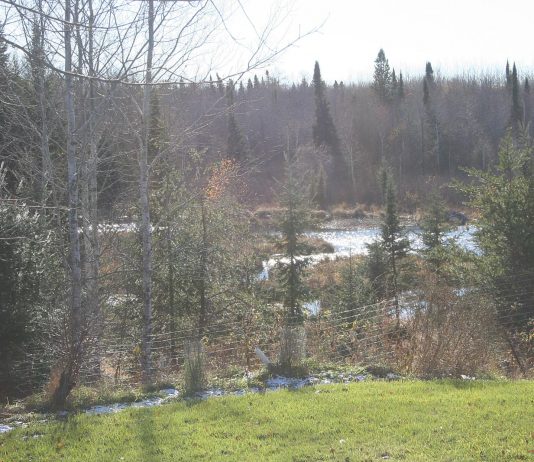 The beavers are busy and so are we
