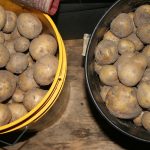 Potatoes_3053