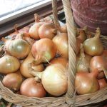 Onions_3198