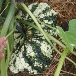 Squash_2894
