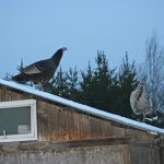 Turkeys_3192