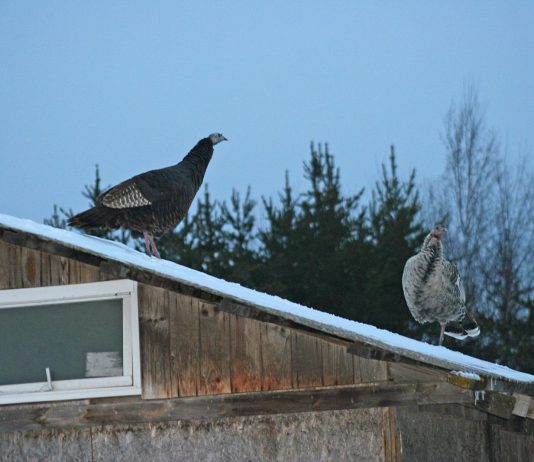 Our mama wild turkey is back