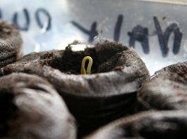 The peppers are coming up