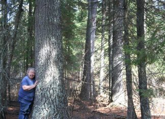 We now own the forty acres where the big pines live