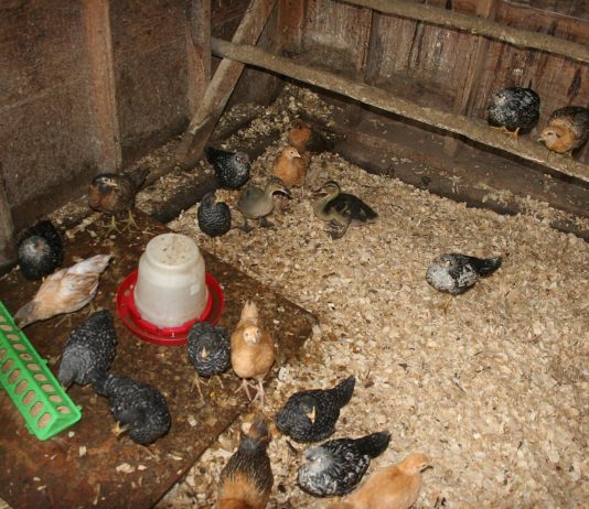 Our foot of snow is nearly gone