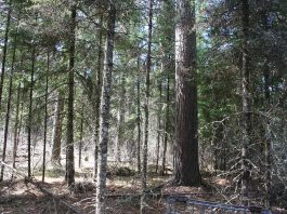 Will and I took a trip to the back of the Big Pines forty acres