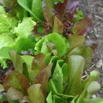 Lettuce_4162