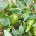Peppers_4277