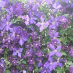 Clematis_4295