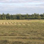 Cuttinghay_4422