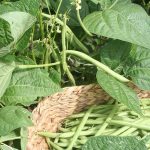 strike-beans_4364