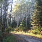 Driveway-fall_4609