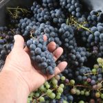 Grapes_4531