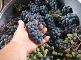 If you thought we were bushed before…