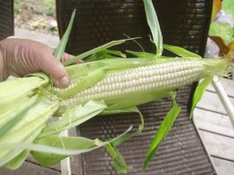 Harvest time is a busy time on our homestead