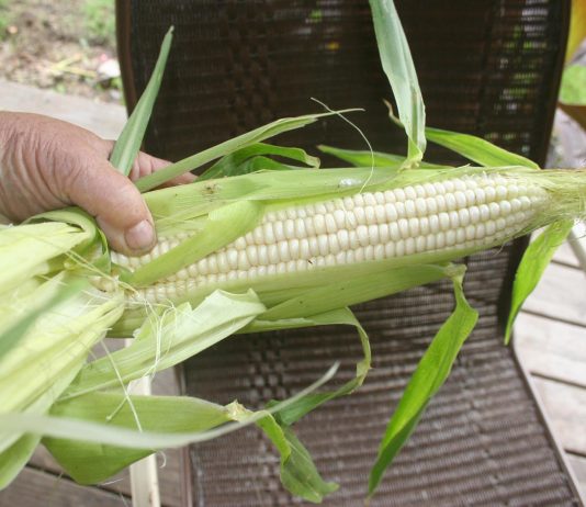 Harvest time is a busy time on our homestead