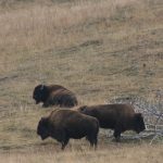 Buffalo_4832