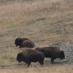 Buffalo_4832