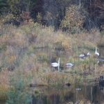 Swans_4716