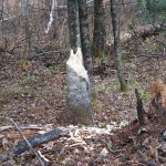 Beaverstump_5104